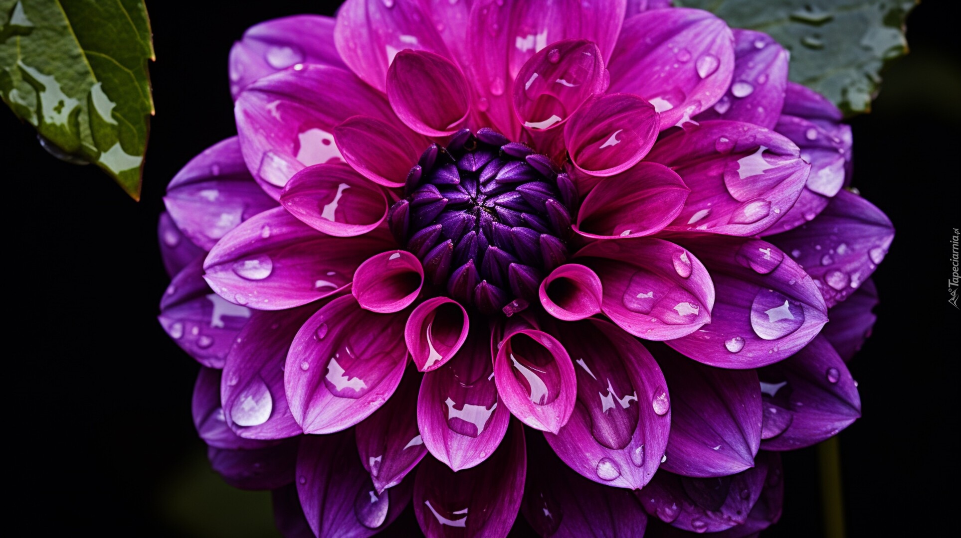 Fioletowa, Dalia, Krople