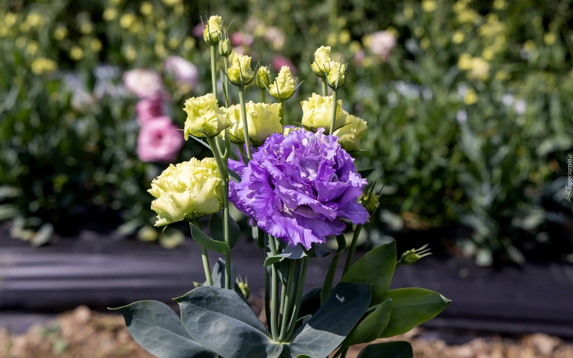 Kwiaty, Eustoma, Listki