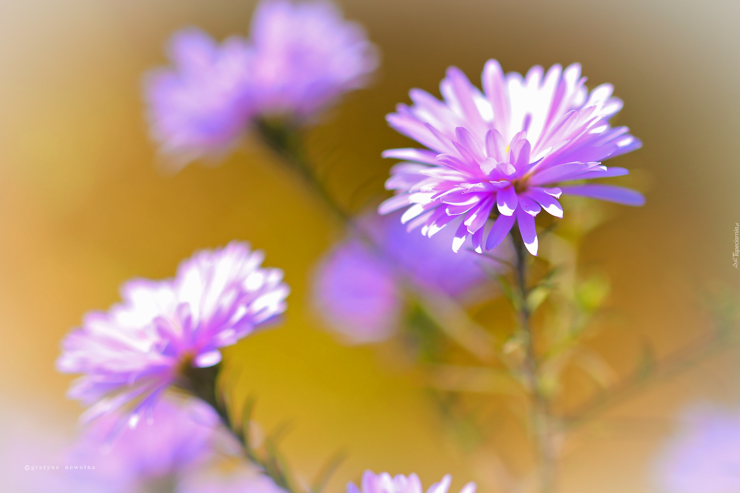 Aster, Fioletowy, Kwiat