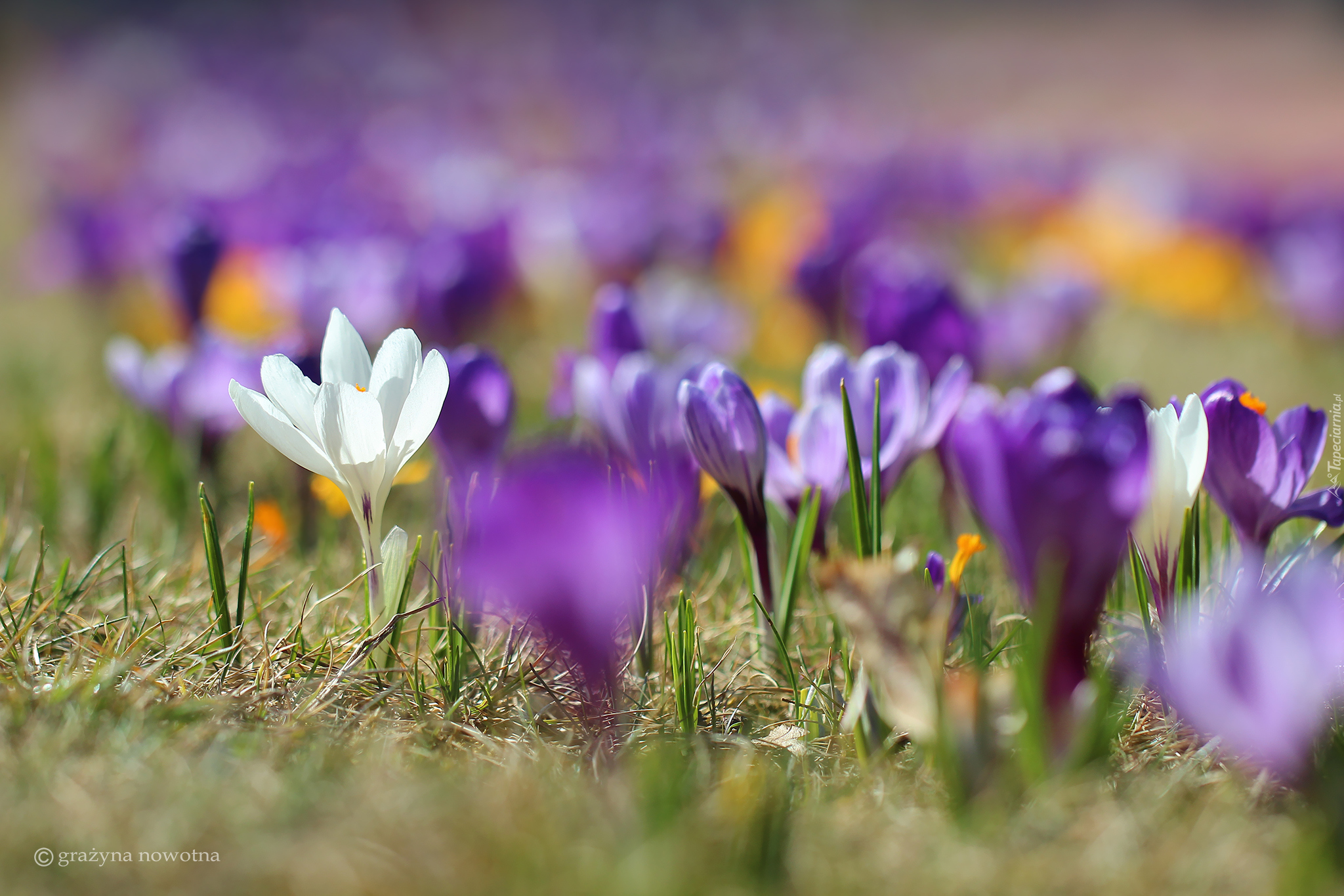 Biały, Krokus, Rozmyte, Fioletowe, Krokusy