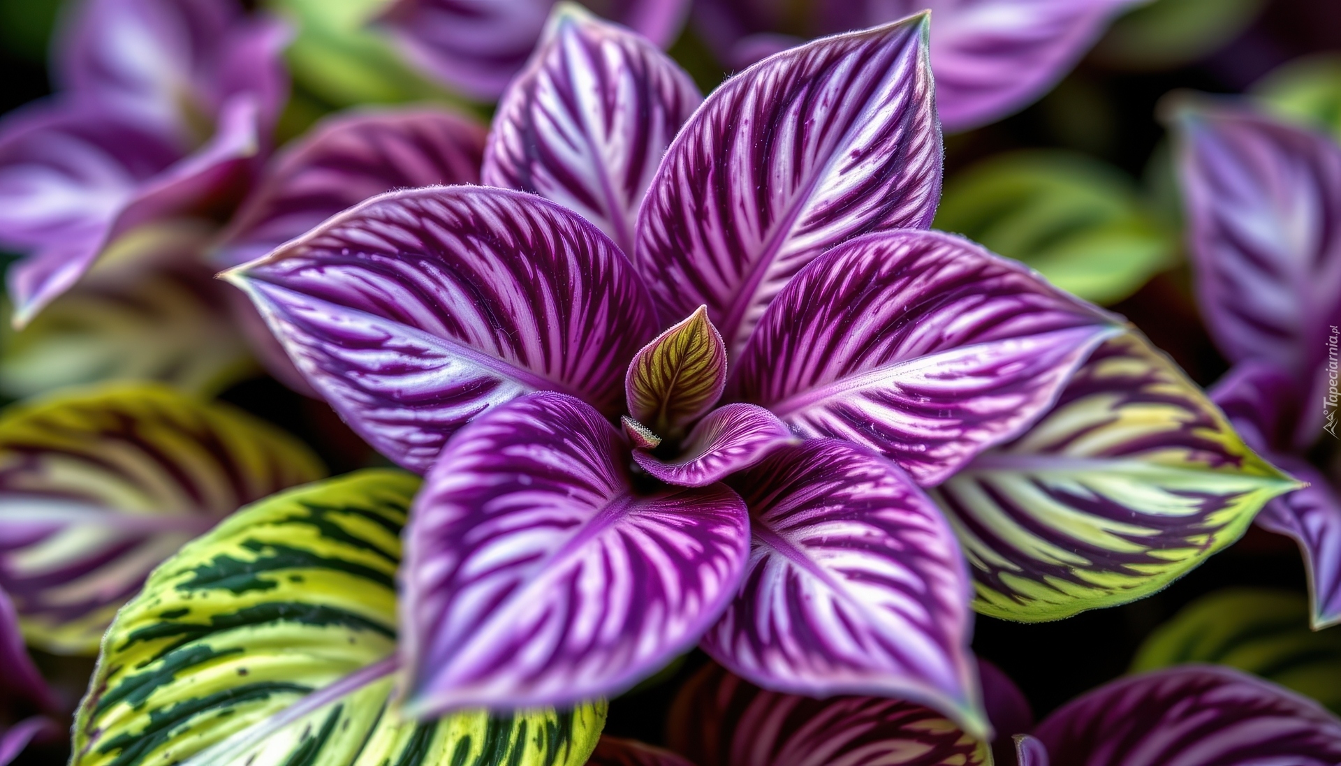 Fioletowe, Zielone, Liście, Roślina