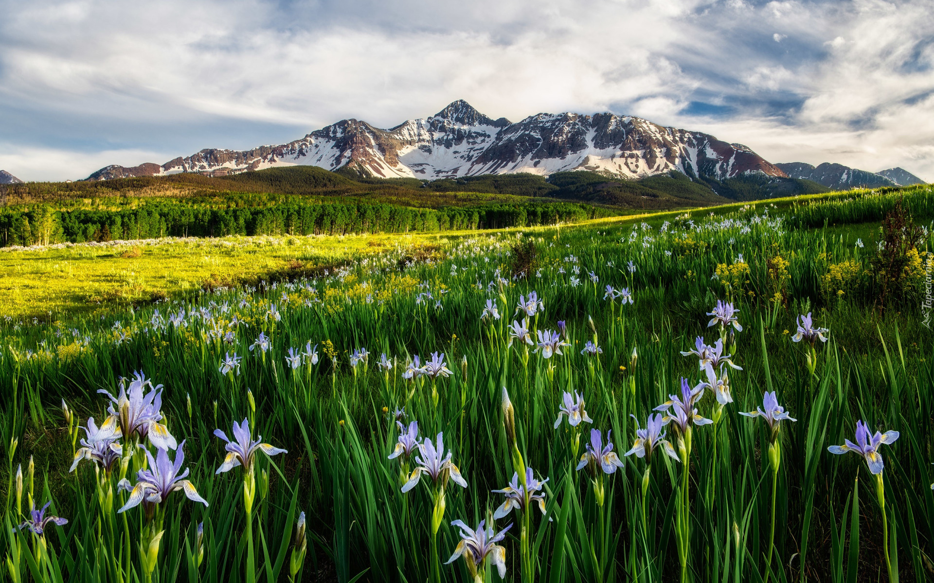 Stany Zjednoczone, Kolorado, San Juan Mountains, Wilson Peak, Góry, Irysy, Łąka, Niebo, Chmury, Kwiaty