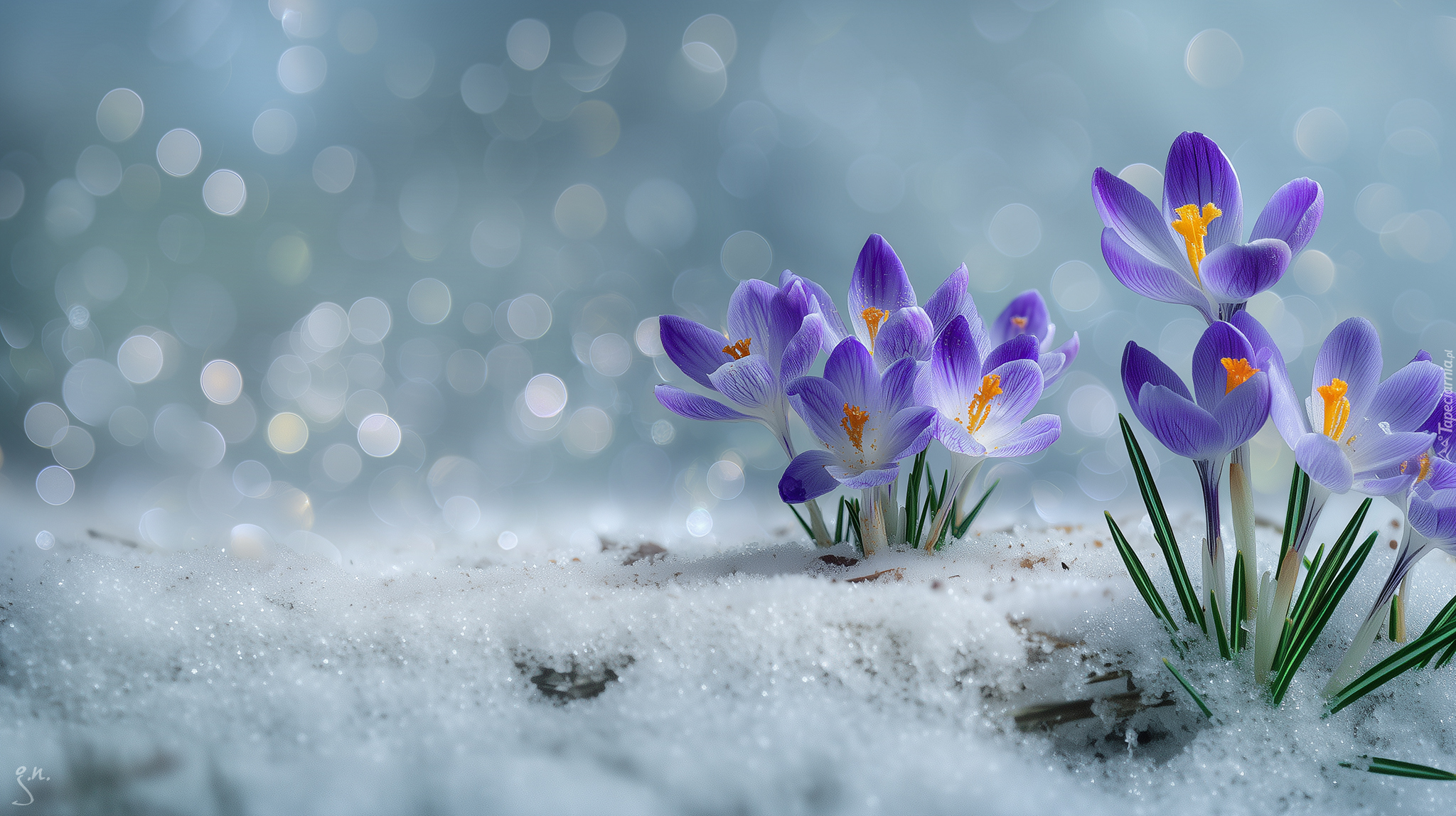 Fioletowe, Krokusy, Śnieg, Grafika AI