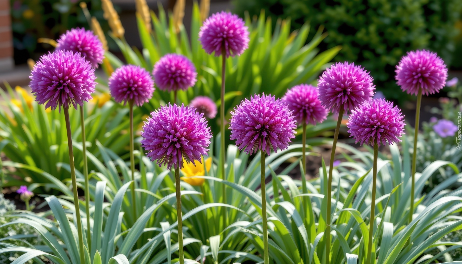 Fioletowe, Kuliste, Kwiaty, Zielone, Liście