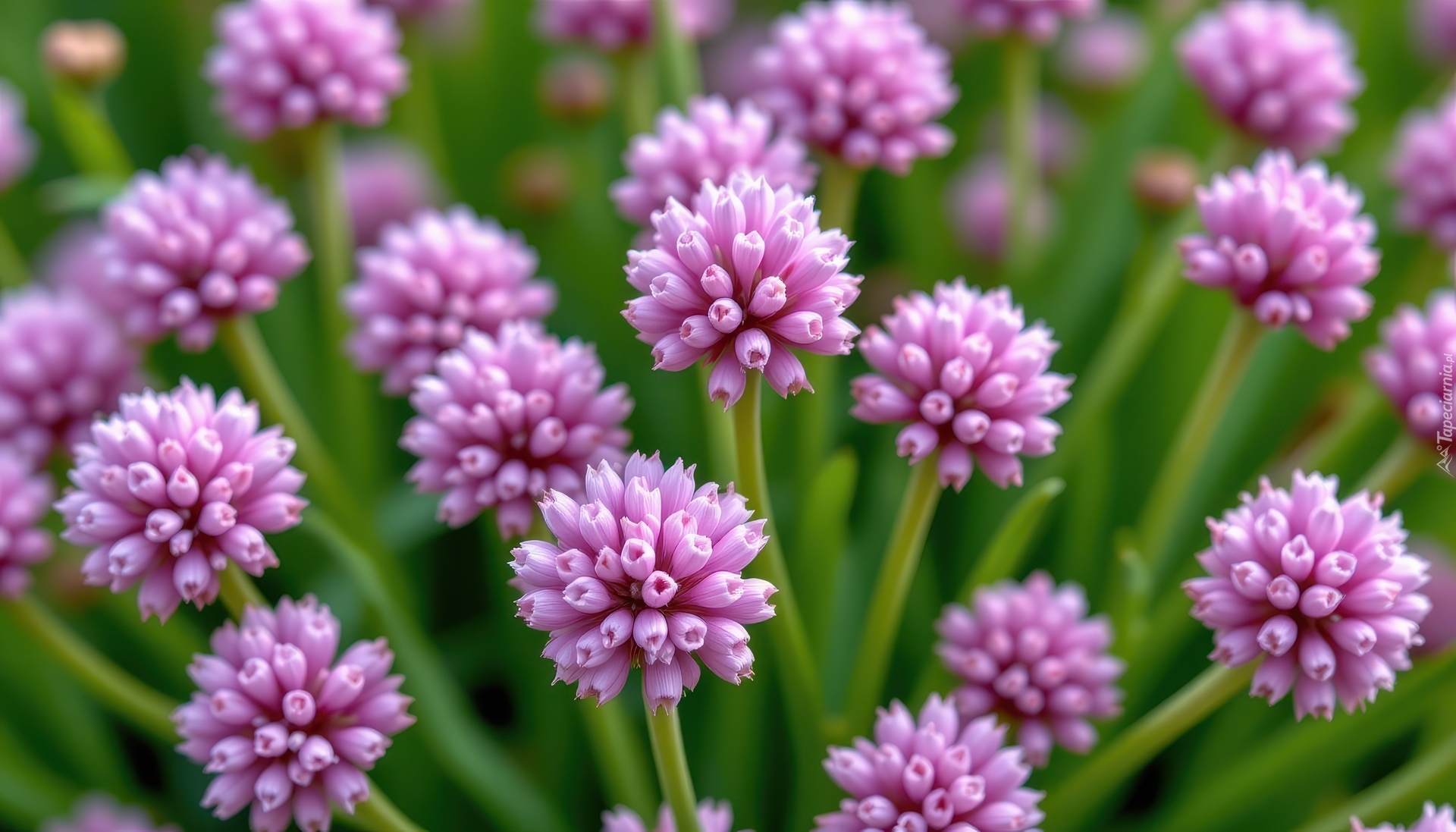 Fioletowe, Kuliste, Kwiaty