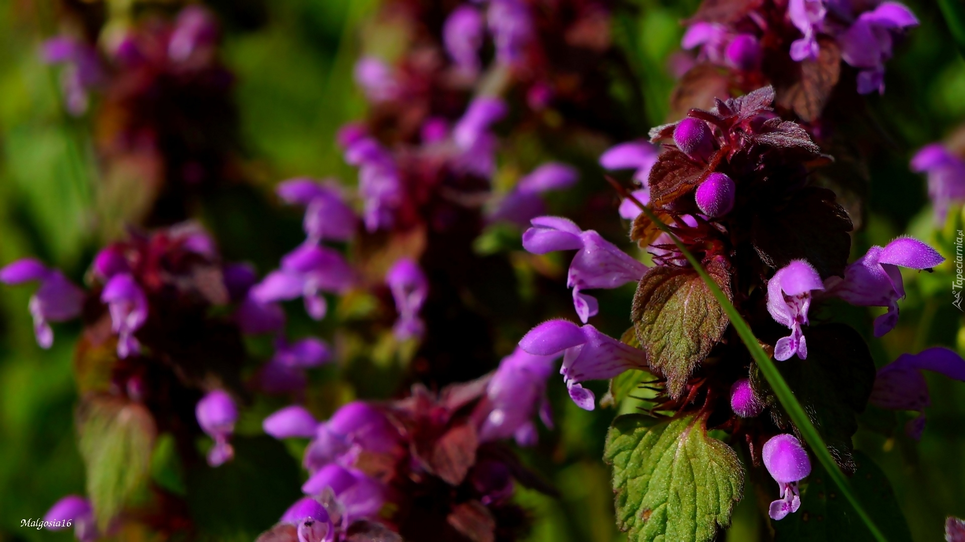 Fioletowe, Kwiaty, Jasnota purpurowa