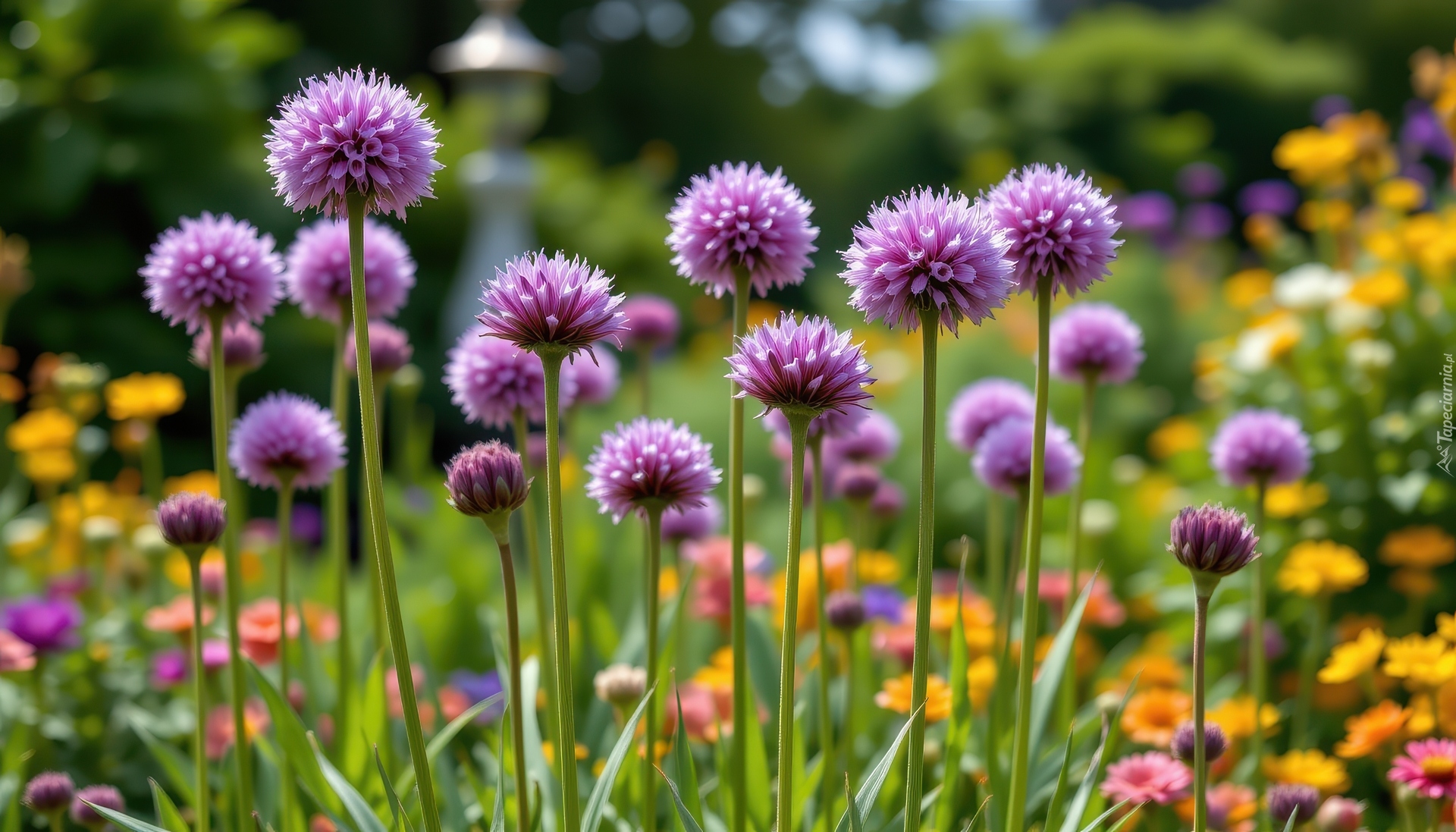 Fioletowe, Kuliste, Kwiaty, Czosnek ozdobny