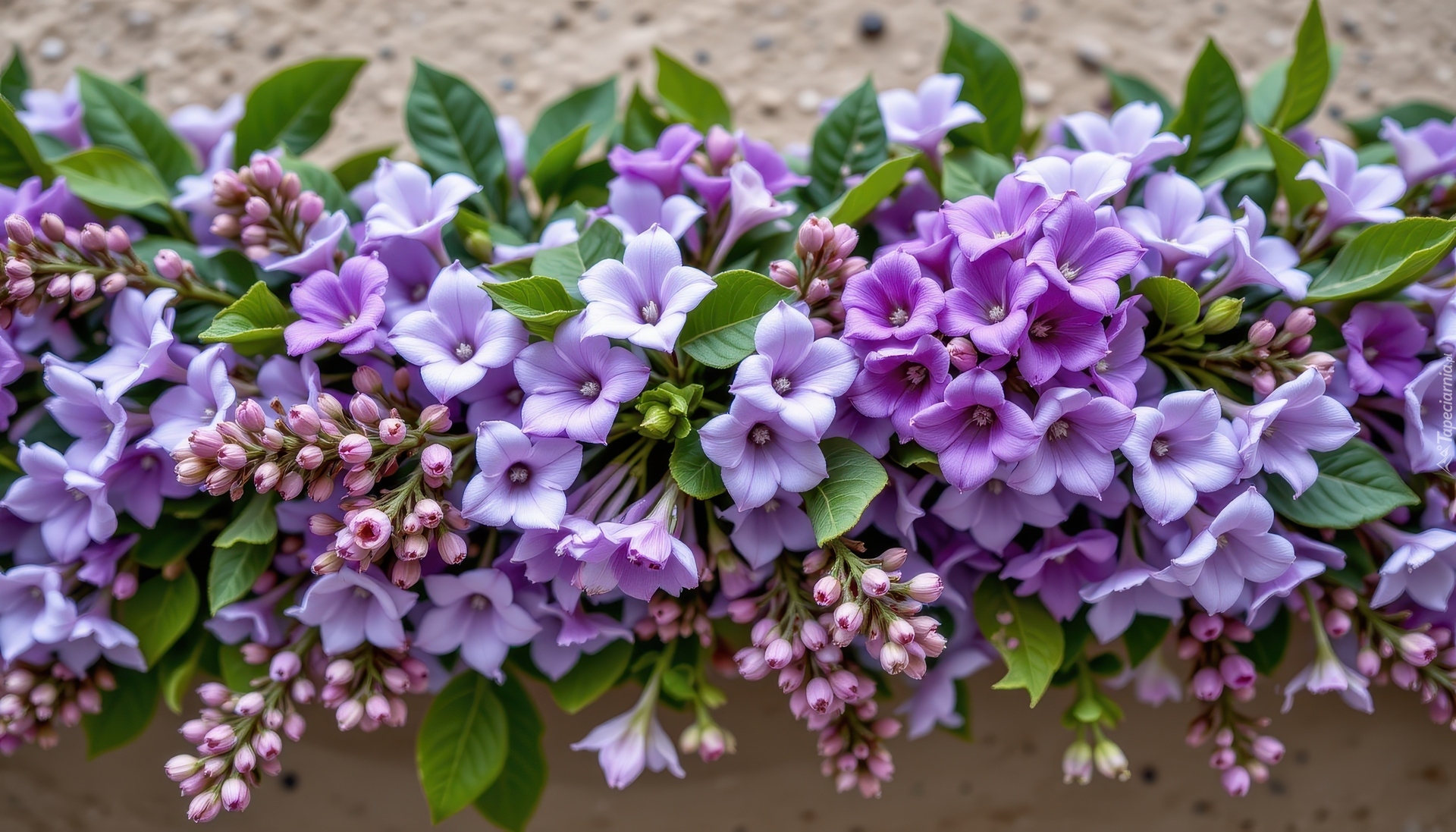 Fioletowe, Kwiaty, Listki