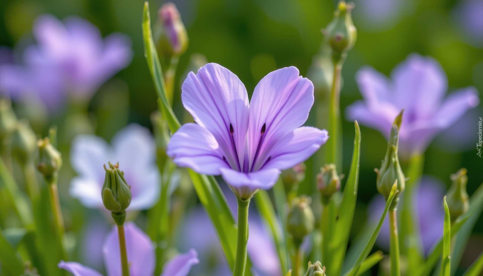 Fioletowe, Kwiaty, Pąki