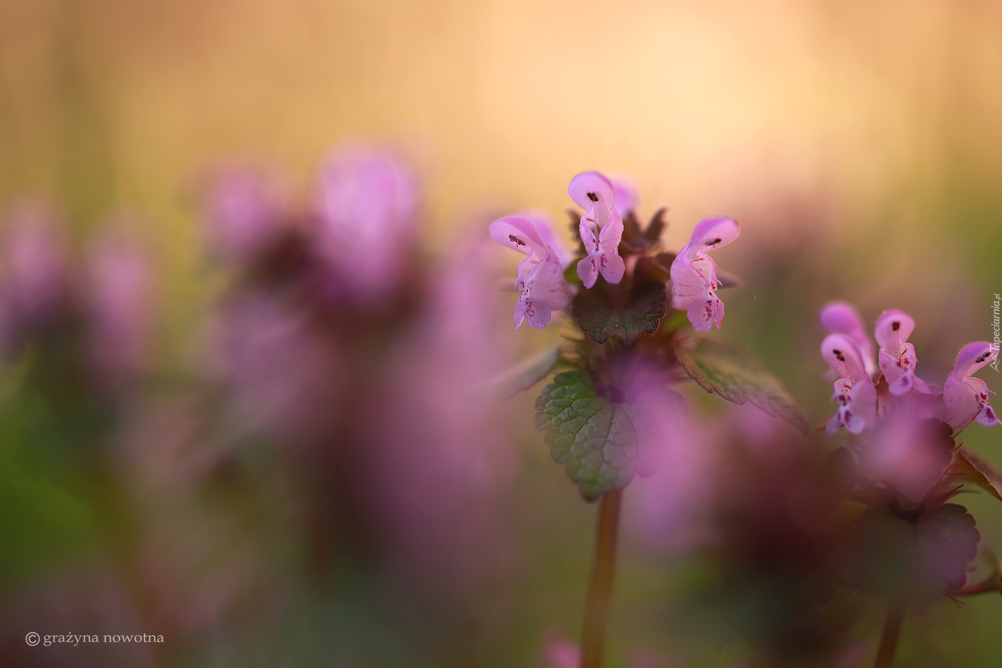 Jasnota purpurowa, Fioletowe, Kwiaty, Zbliżenie
