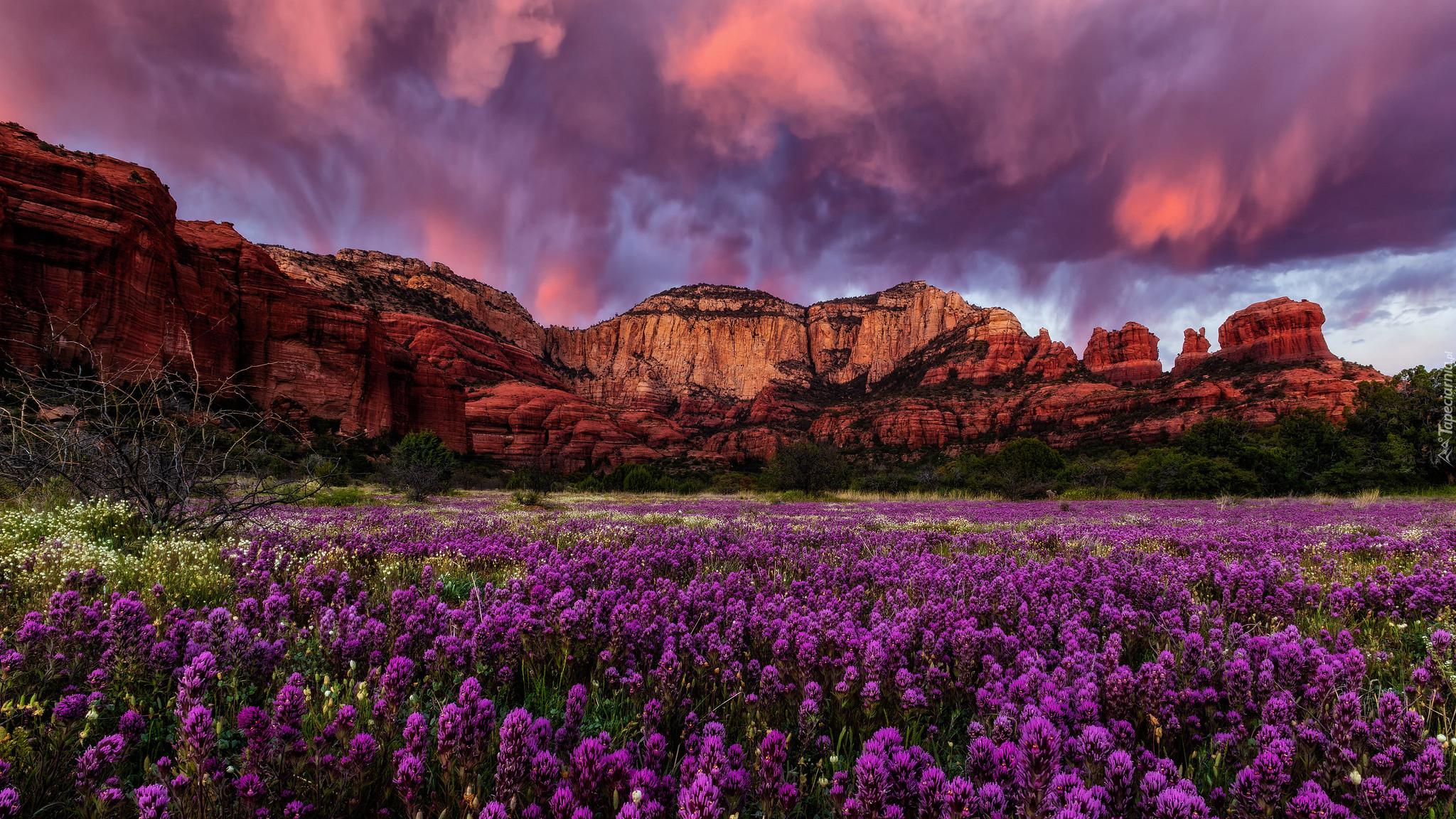 Stany Zjednoczone, Arizona, Sedona, Góry, Beaar Mountain, Skały, Chmury, Kwiaty