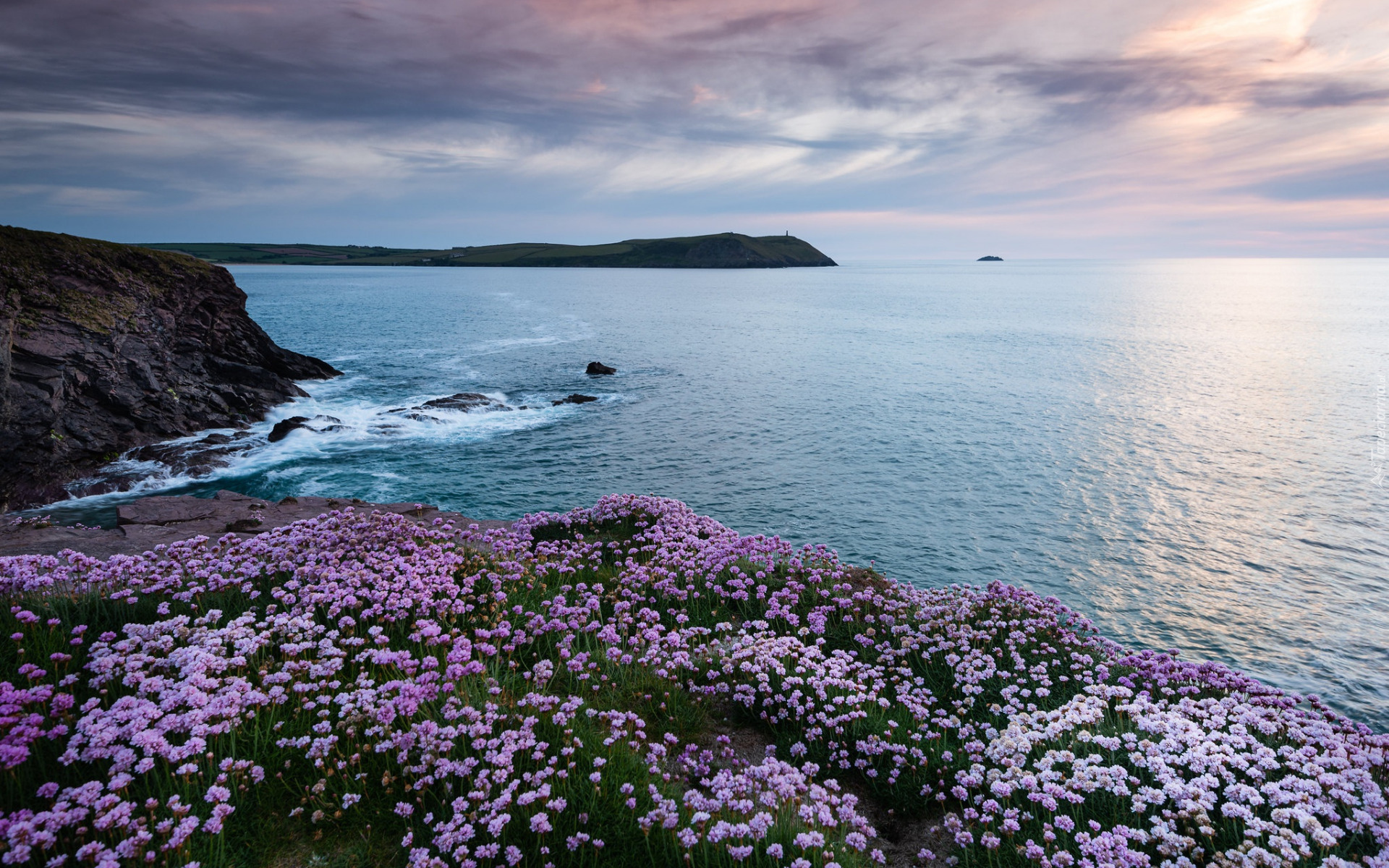 Morze Celtyckie, Wybrzeże, Kwiaty, Plaża, Polzeath, Kornwalia, Anglia