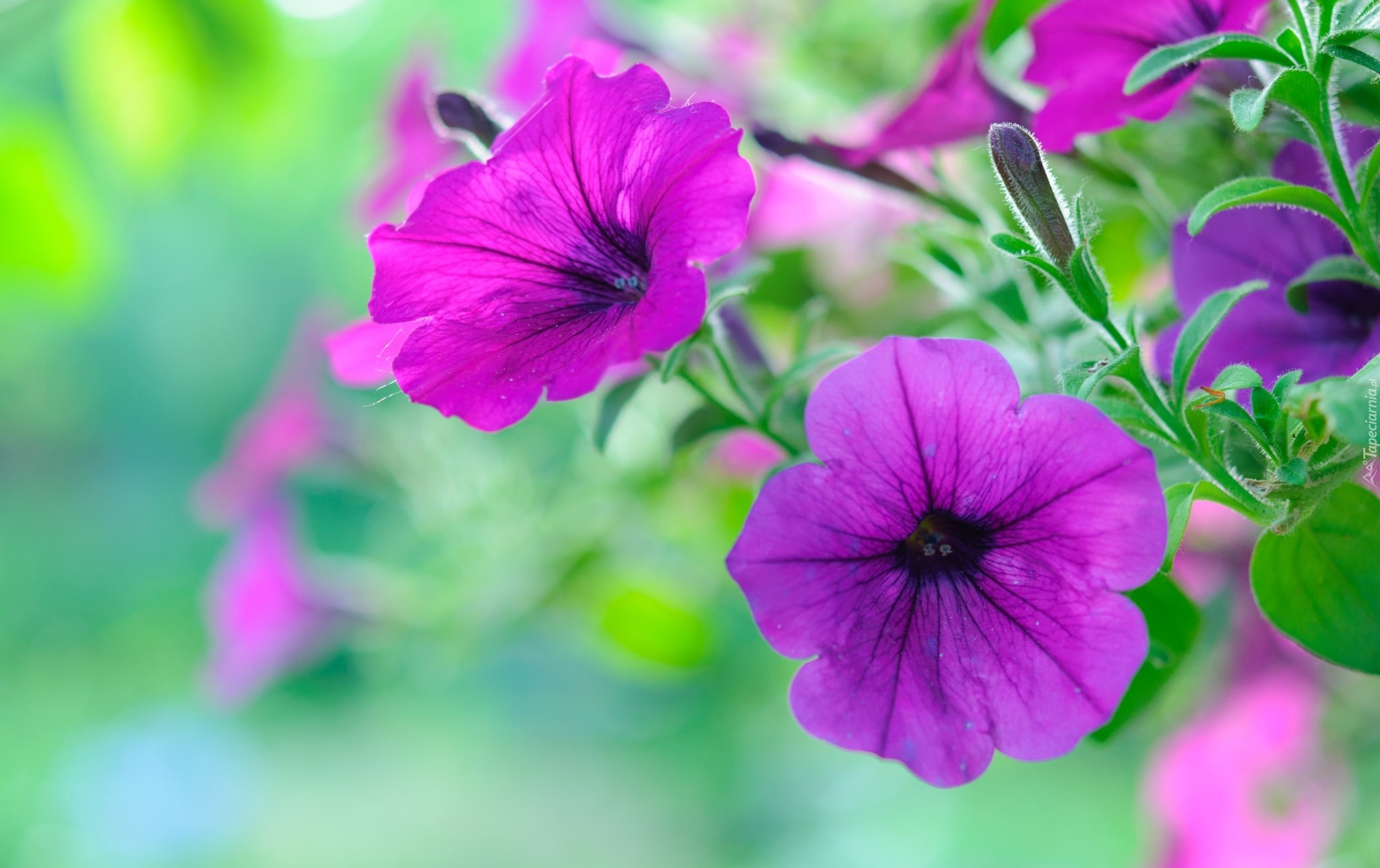 Kwiaty, Petunia ogrodowa