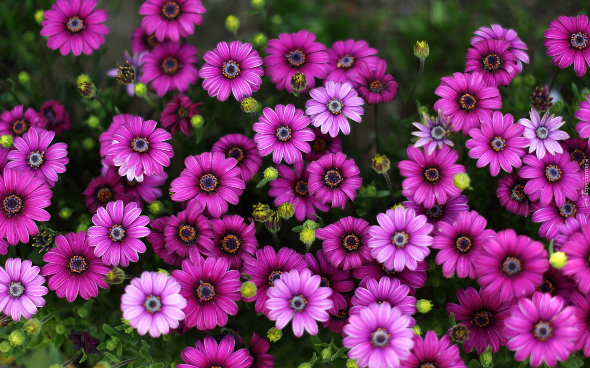 Fioletowe, Kwiaty, Osteospermum, Afrykańska stokrotka