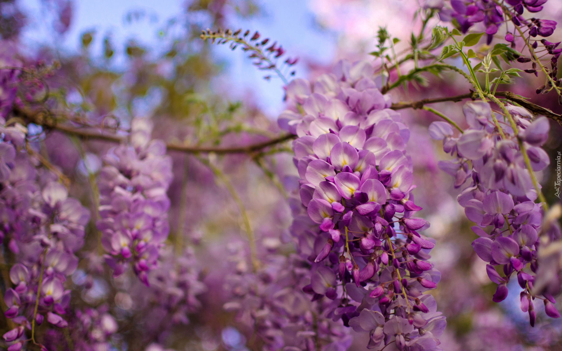 Gałązka, Fioletowe, Kwiaty, Wisteria, Glicynia