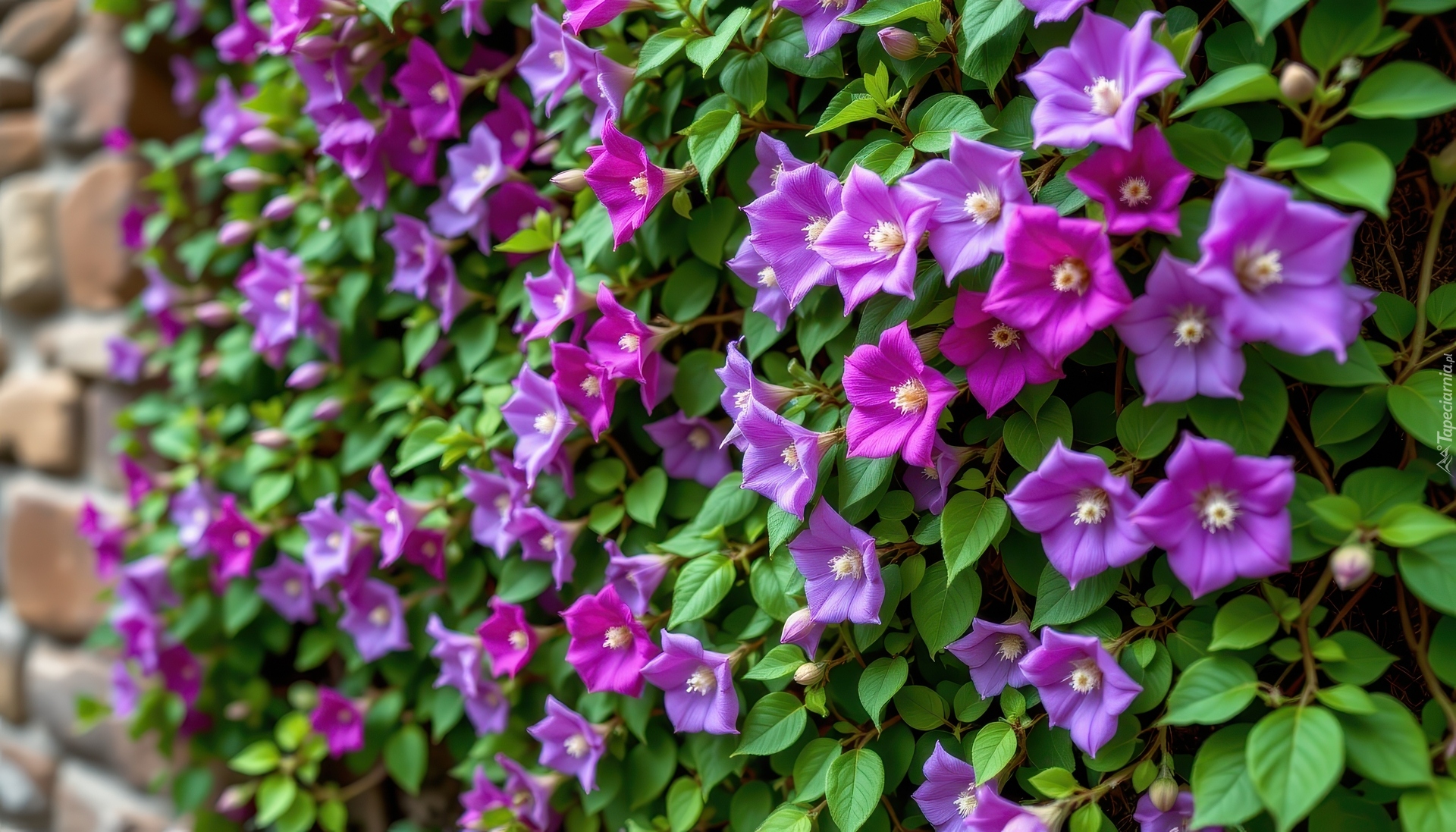 Fioletowe, Kwiaty, Liście, Mur, Grafika AI