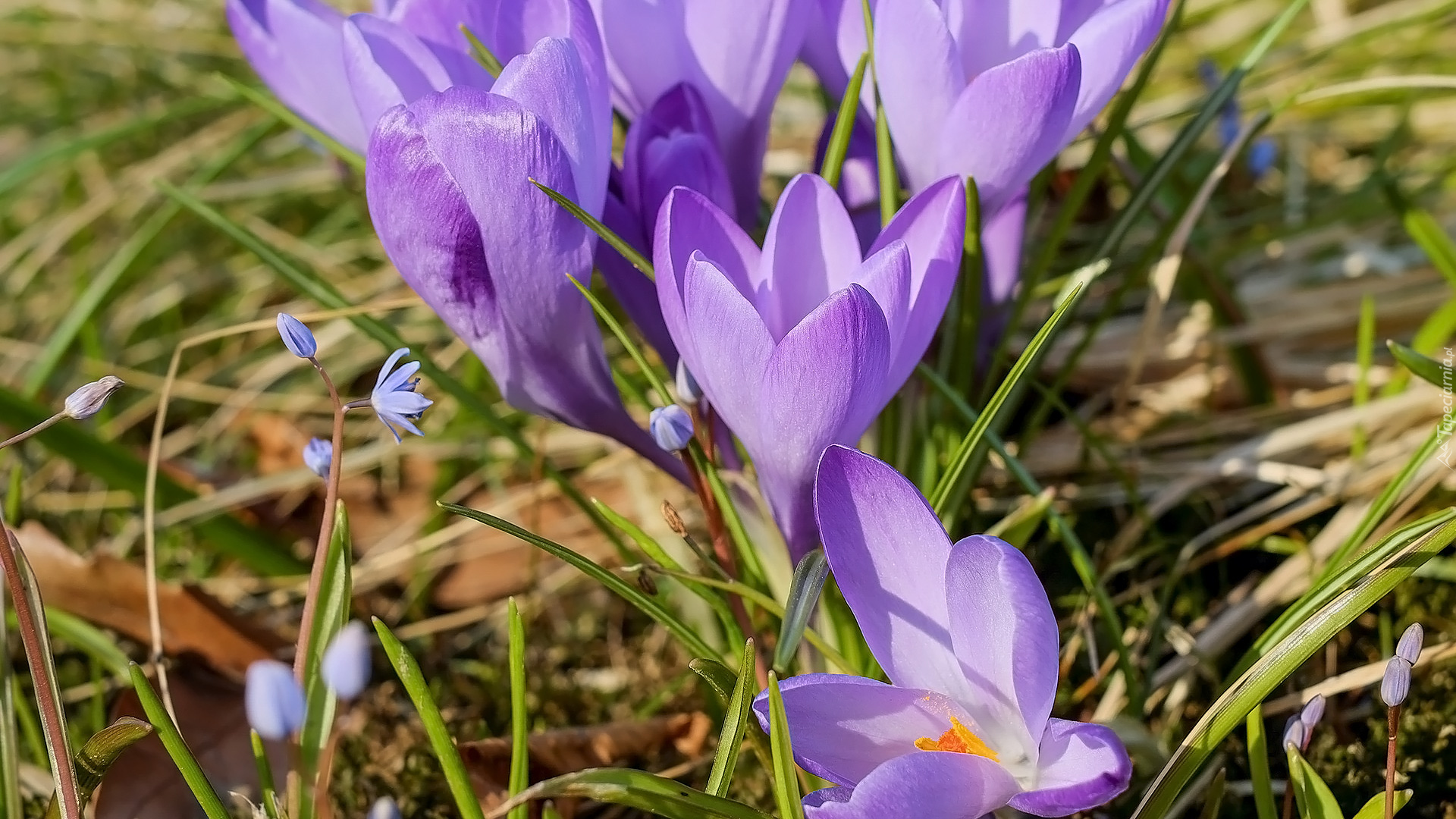 Fioletowe, Kwiaty, Zbliżenie, Krokusy