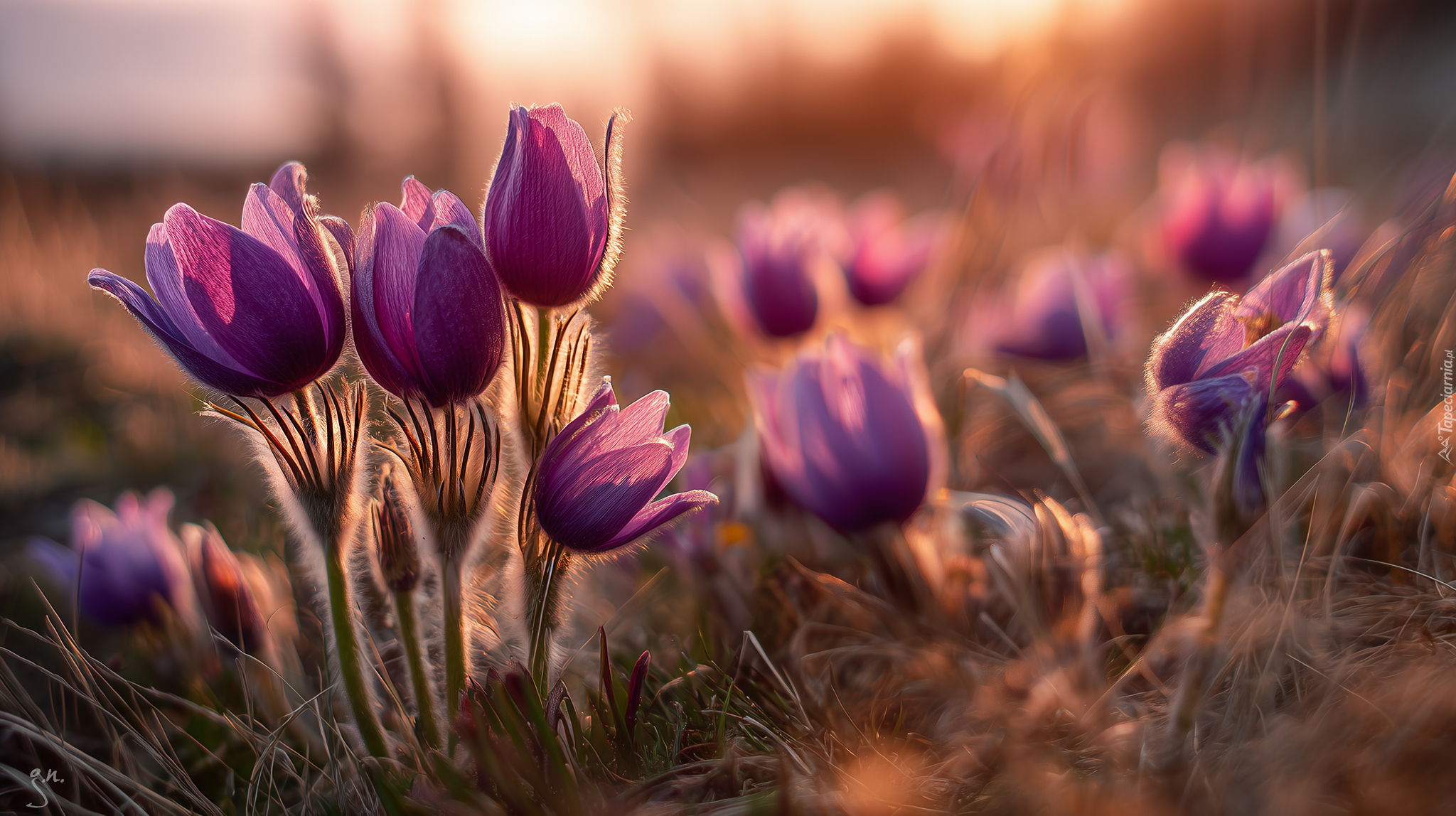 Fioletowe, Sasanki, Kwiaty, Trawa, Grafika AI