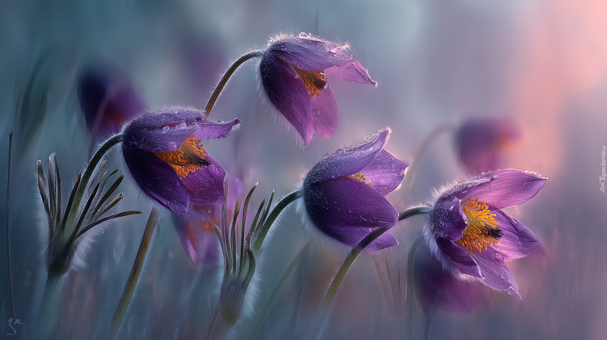 Fioletowe, Sasanki, Grafika AI