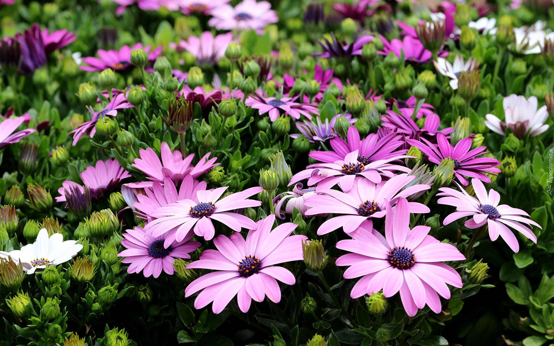 Fioletowe, Kwiaty, Osteospermum, Stokrotki afrykańskie