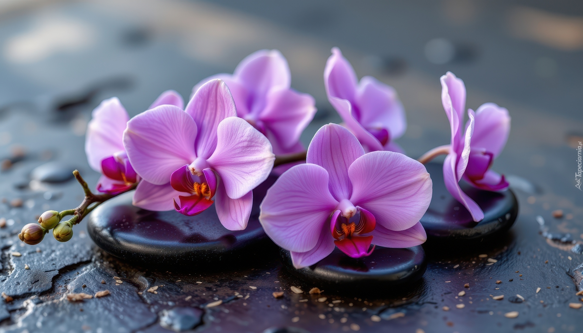 Kwiaty, Storczyki, Fioletowe, Kamienie, AI