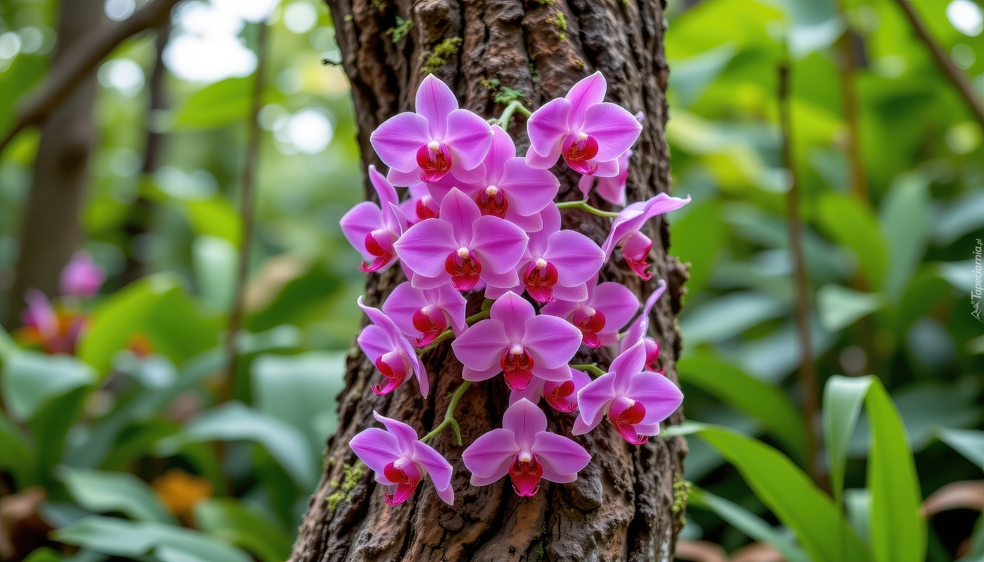 Fioletowe, Pnące, Storczyki, Drzewo, Pień