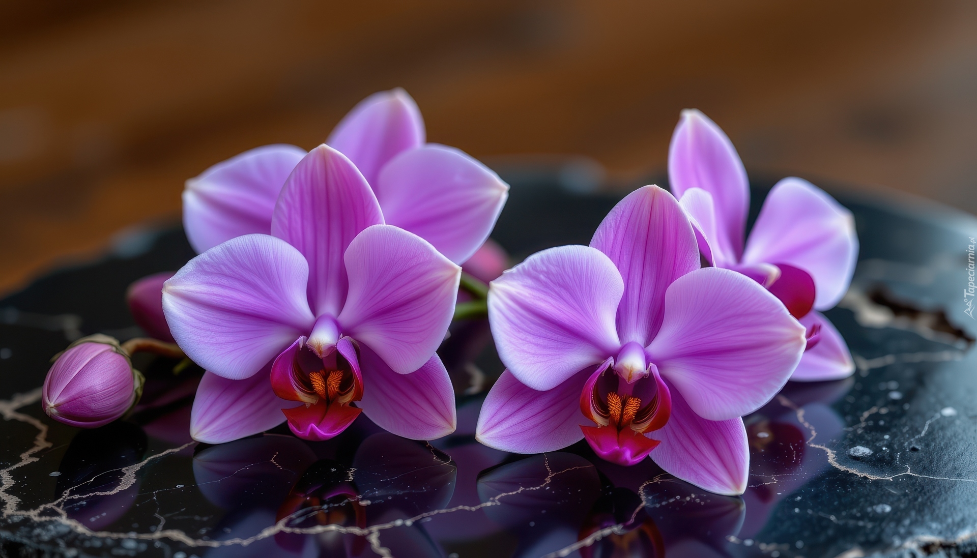 Storczyki, Fioletowe, Pąk, Tło, Marmurowe