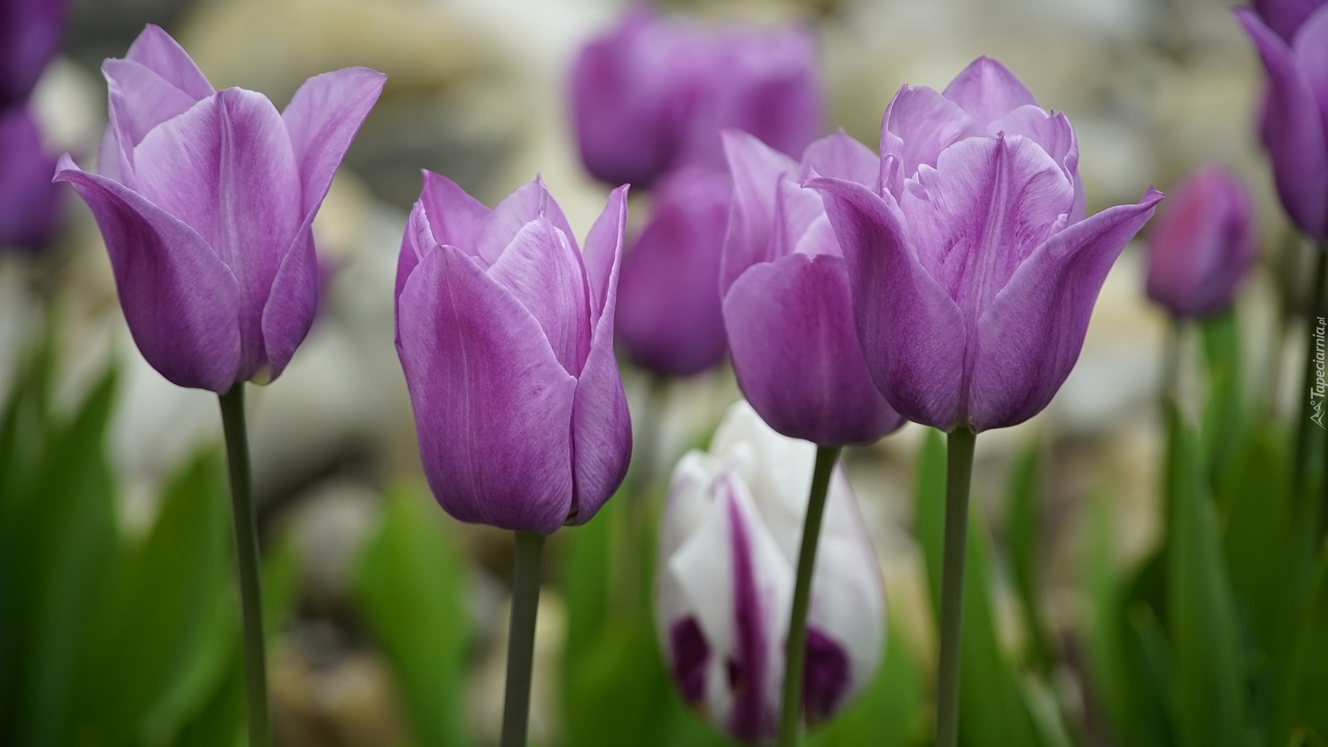 Kwiaty, Tulipany, Fioletowe, Zbliżenie