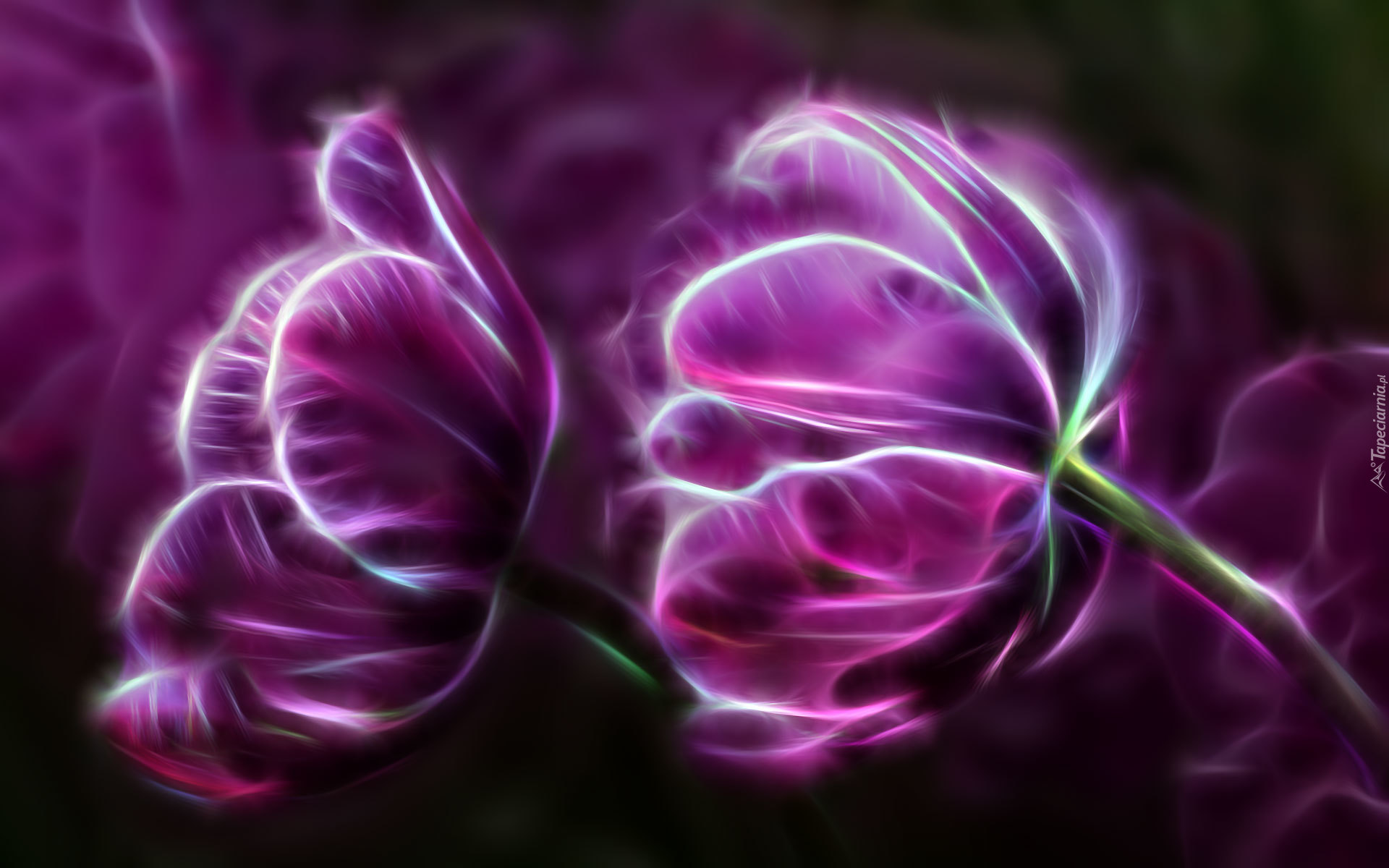 Fioletowe, Tulipany, Fractalius