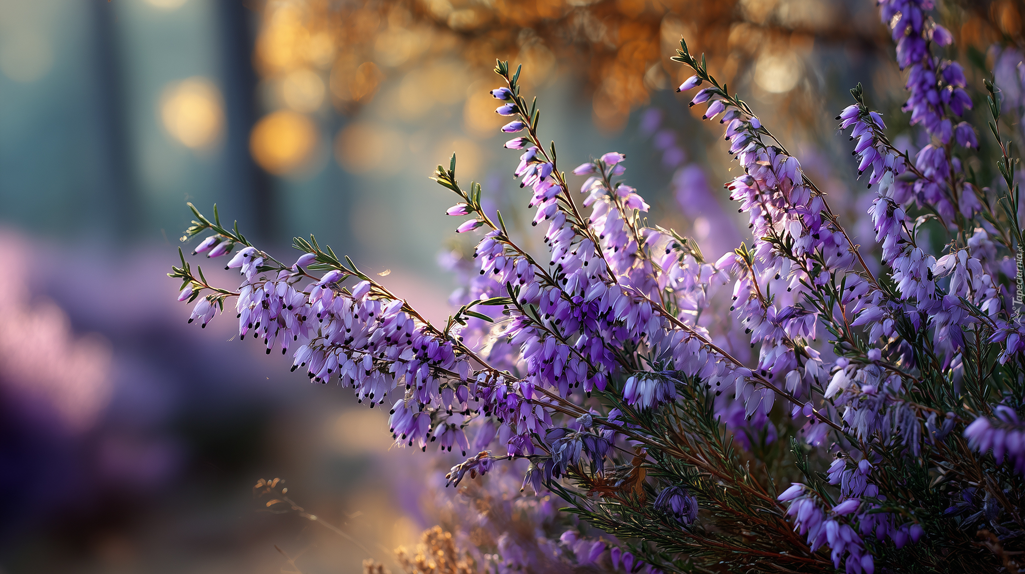 Wrzosiec, Fioletowe, Kwiaty, Grafika AI