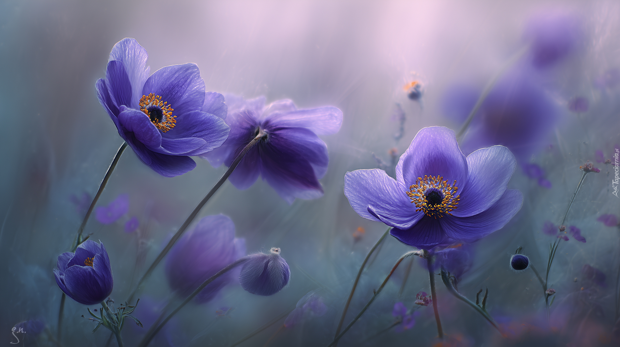 Zawilce, Fioletowe, Kwiaty, Grafika AI