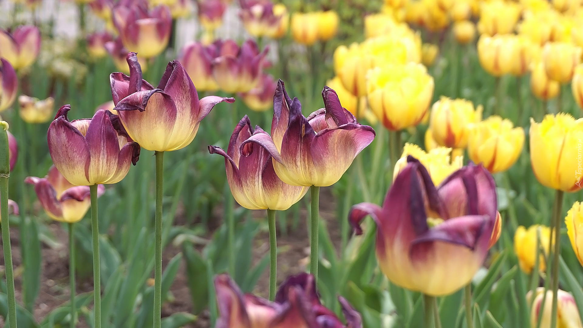 Kwiaty, Fioletowo-żółte, Tulipany