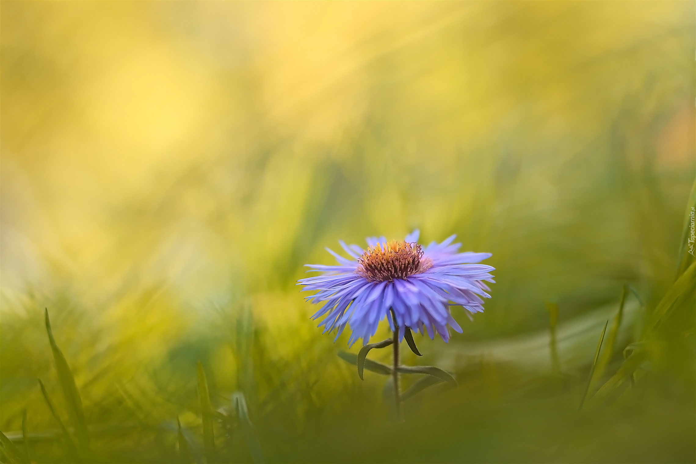 Kwiat, Aster, Rozmycie