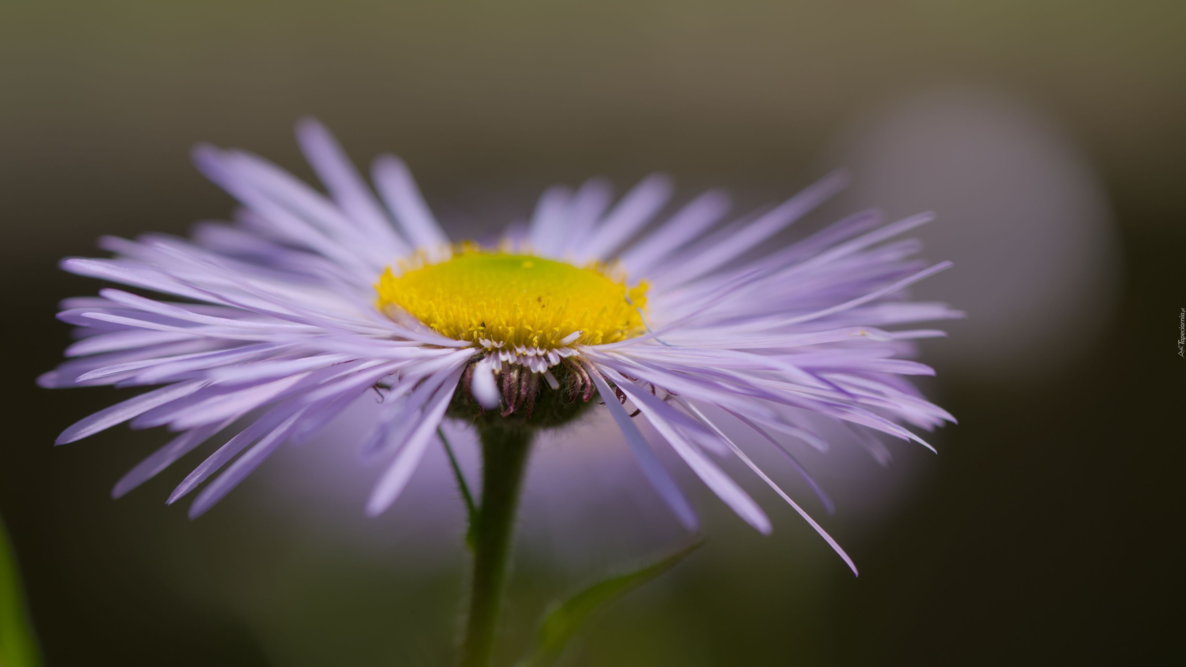 Kwiat, Fioletowy, Aster, Makro