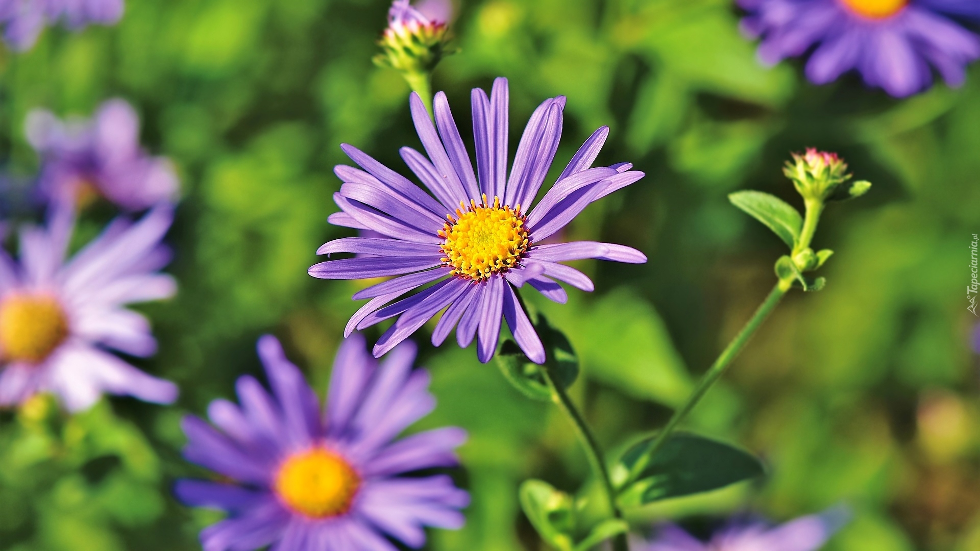 Kwiat, Aster, Pąki