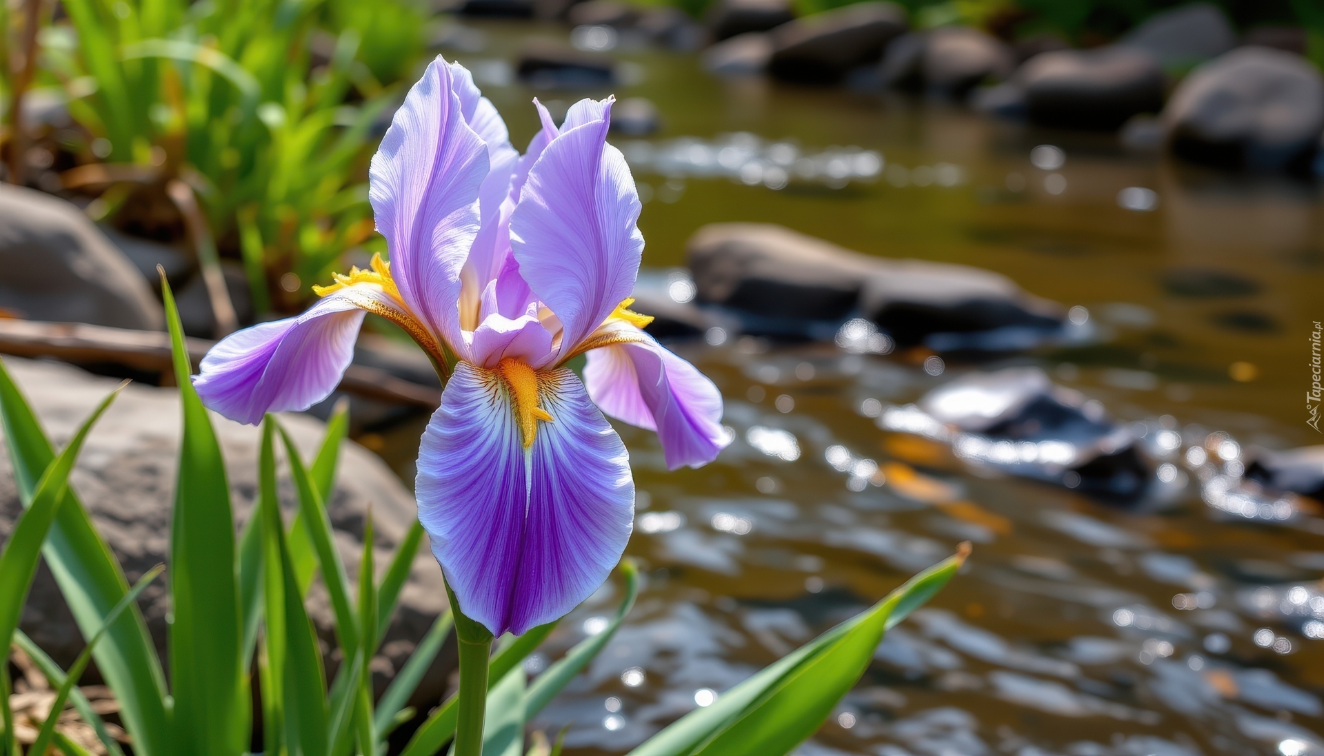 Kwiat, Irys, Fioletowy, Rzeka, Liście
