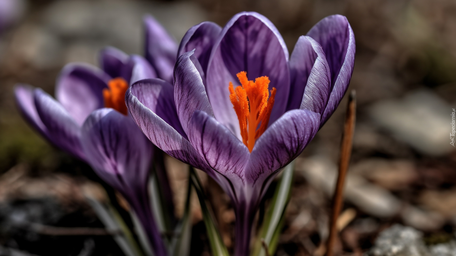 Kwiat, Fioletowy, Krokus, Makro