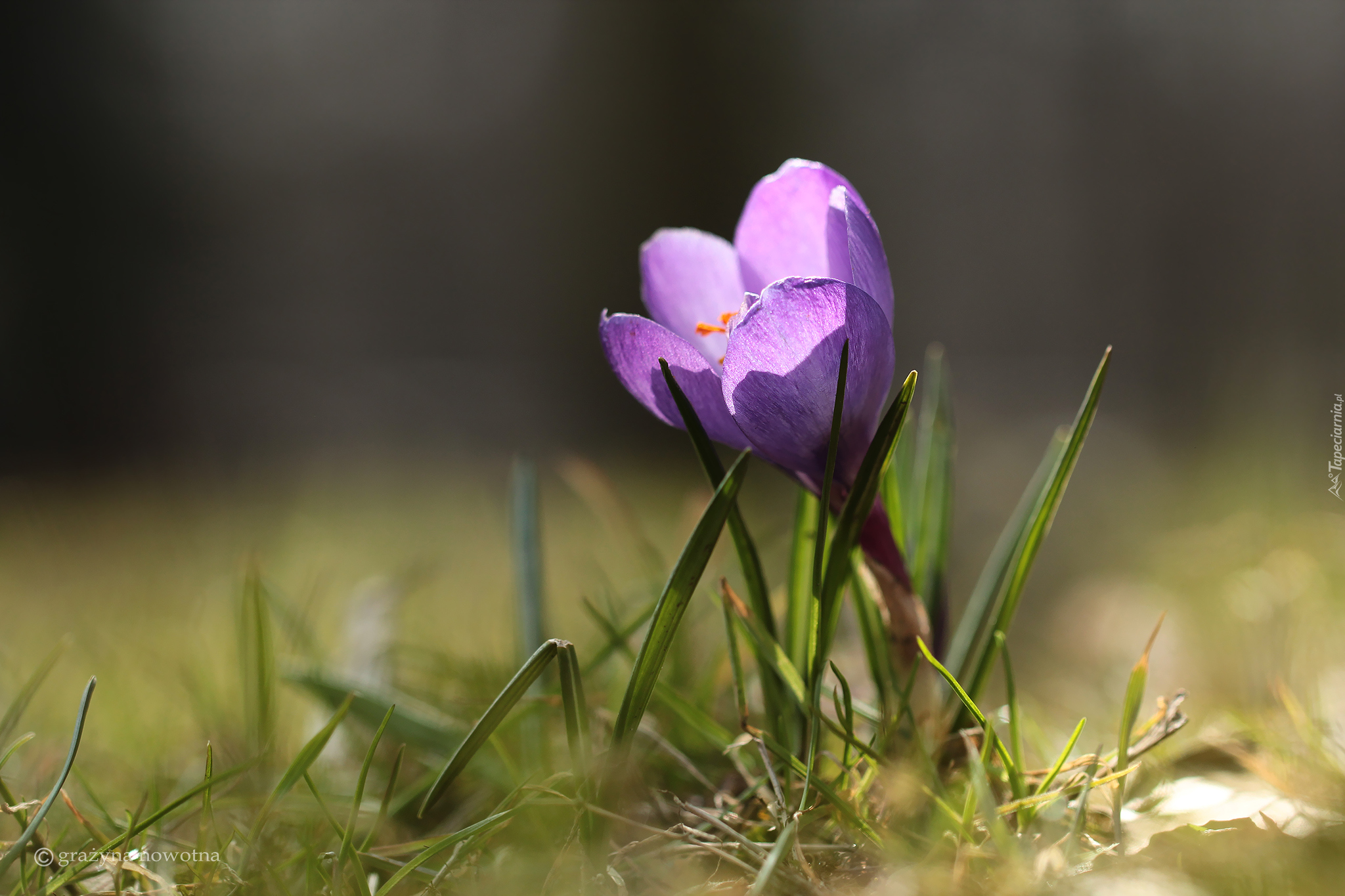 Krokus, Fioletowy, Kwiat, Trawa