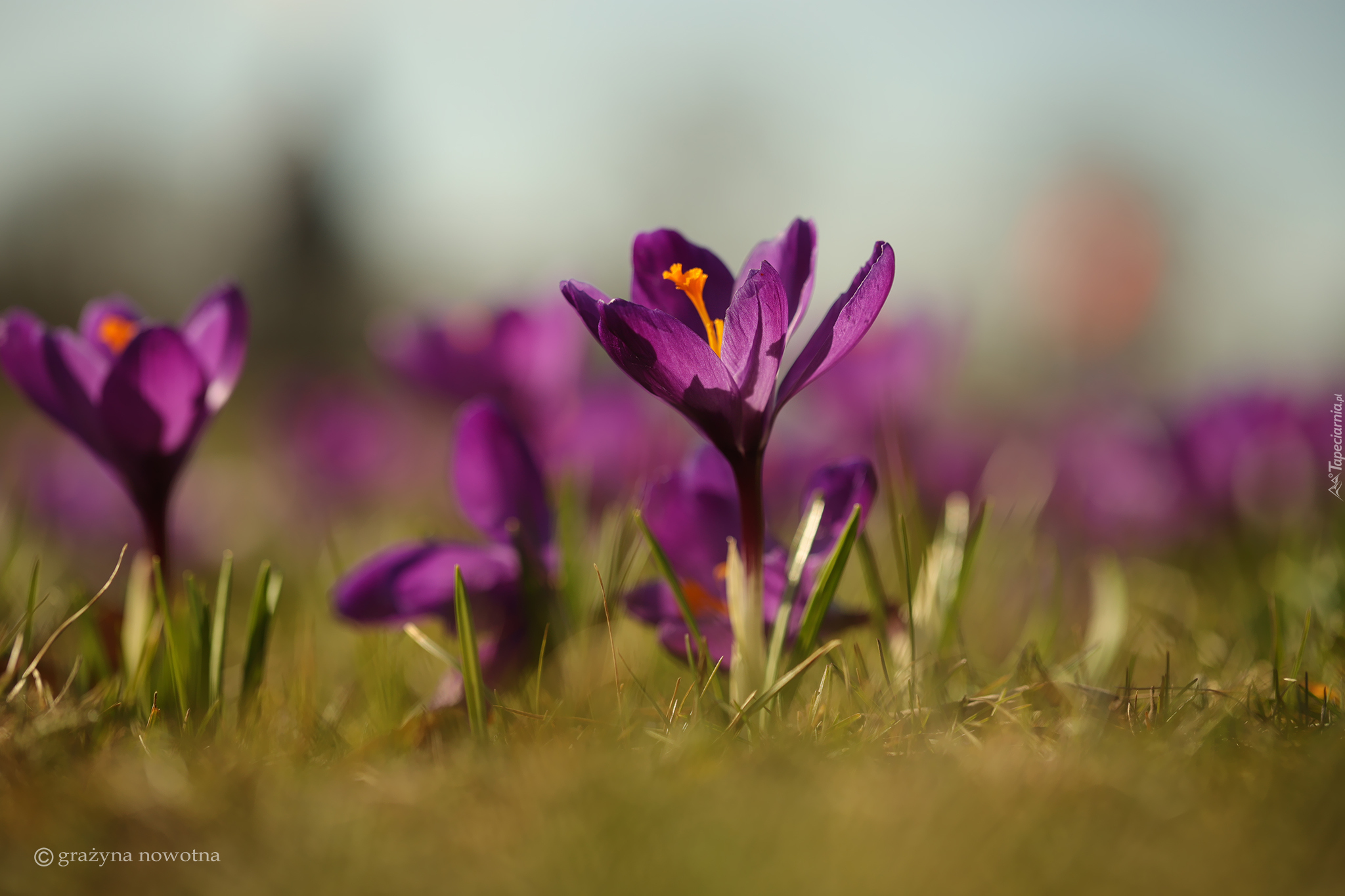 Fioletowy, Krokus, Kwiat, Zbliżenie