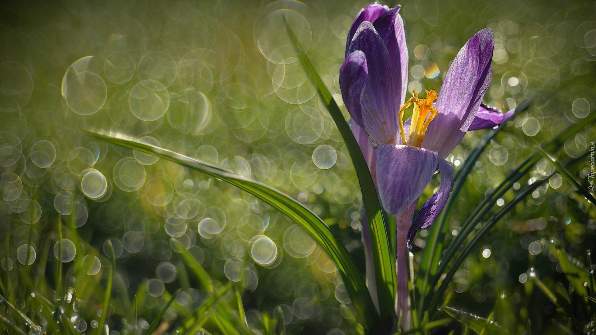 Krokus, Bokeh