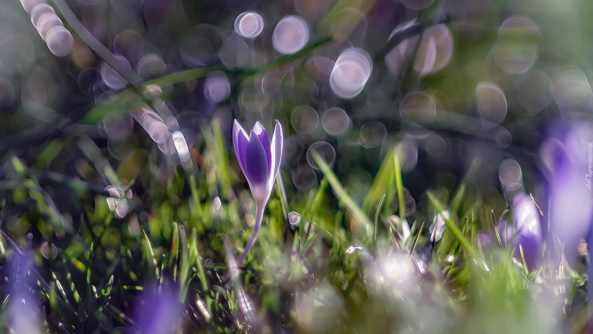 Kwiat, Krokus, Rośliny, Bokeh