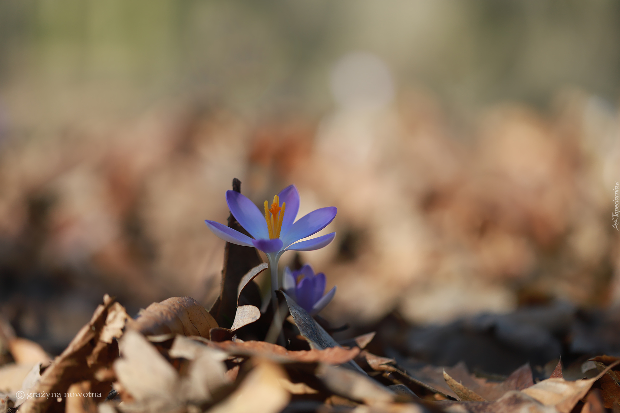 Krokus, Mały, Kwiat, Fioletowy