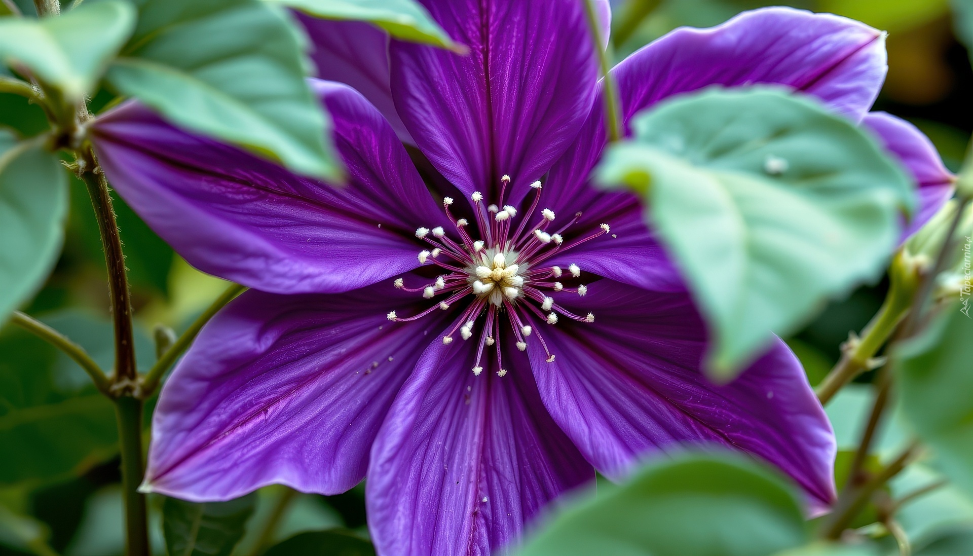 Fioletowy, Powojnik, Kwiat, Liście, Grafika AI
