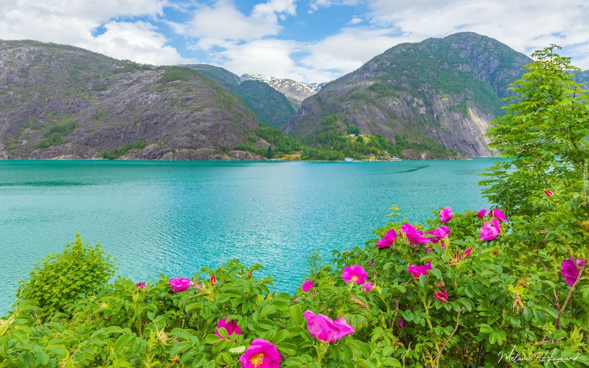 Norwegia, Park Narodowy Folgefonna, Fiord, Akrafjorden, Góry, Roślinność, Kwiaty