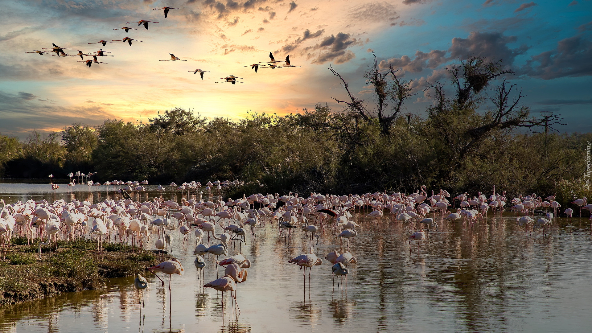 Park, Parc Ornithologique du Pont de Gau, Ptaki, Flamingi, Jezioro, Drzewa, Saintes Maries de la Mer, Francja