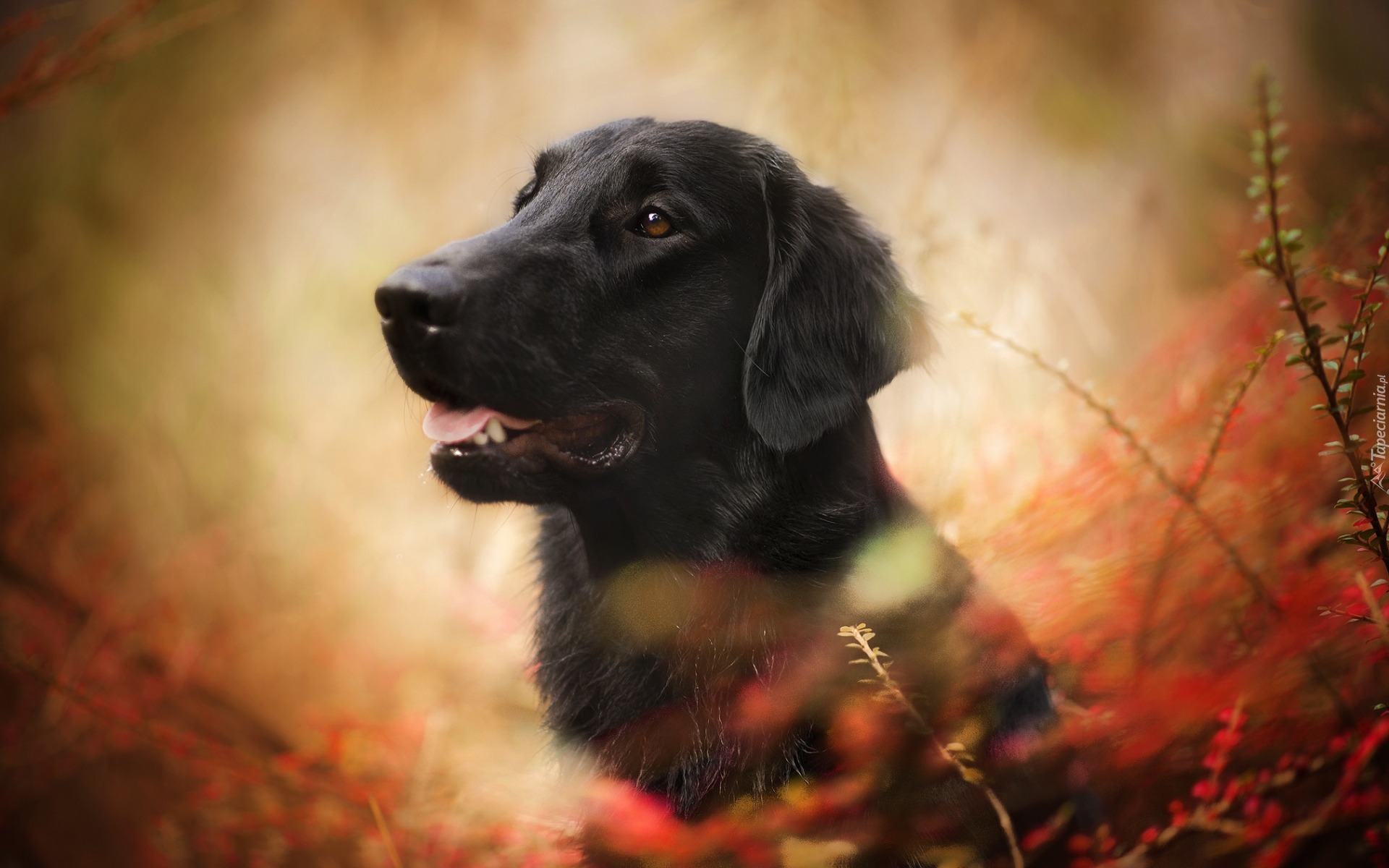 Pies, Flat coated retriever, Gałęzie