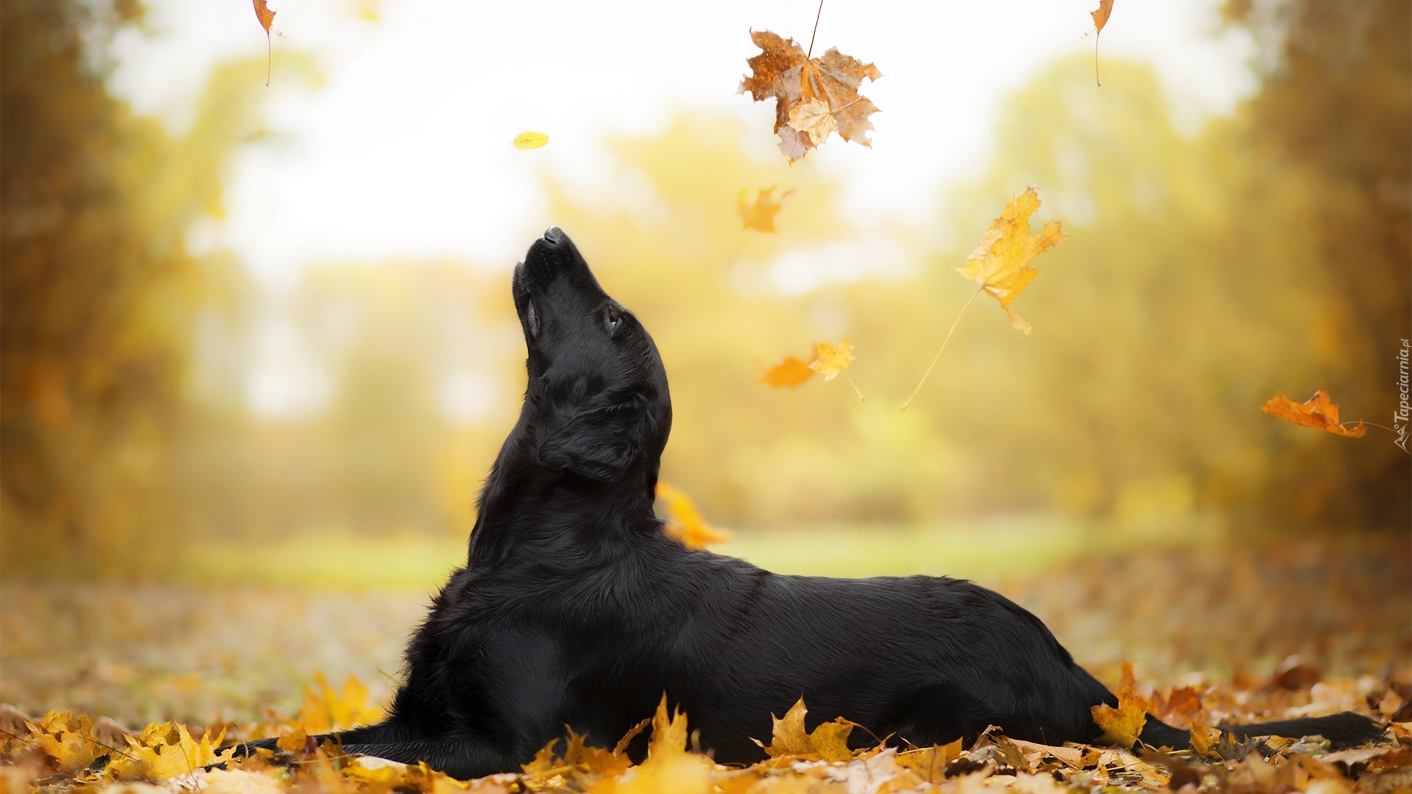 Pies, Czarny, Flat coated retriever, Łąka, Spadające, Liście