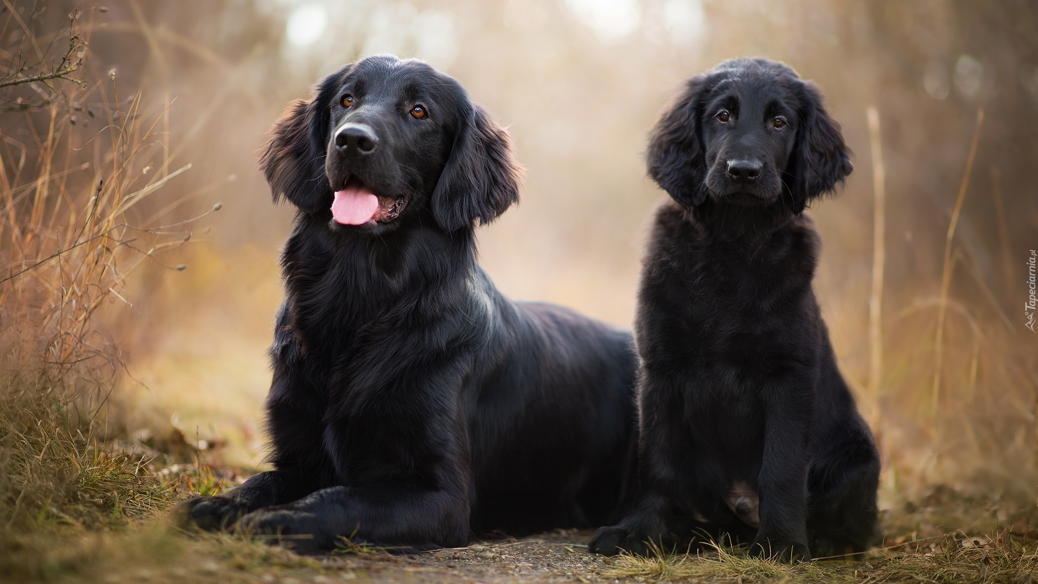 Pies, Dorosły, Szczeniak, Flat coated retriever, Rośliny