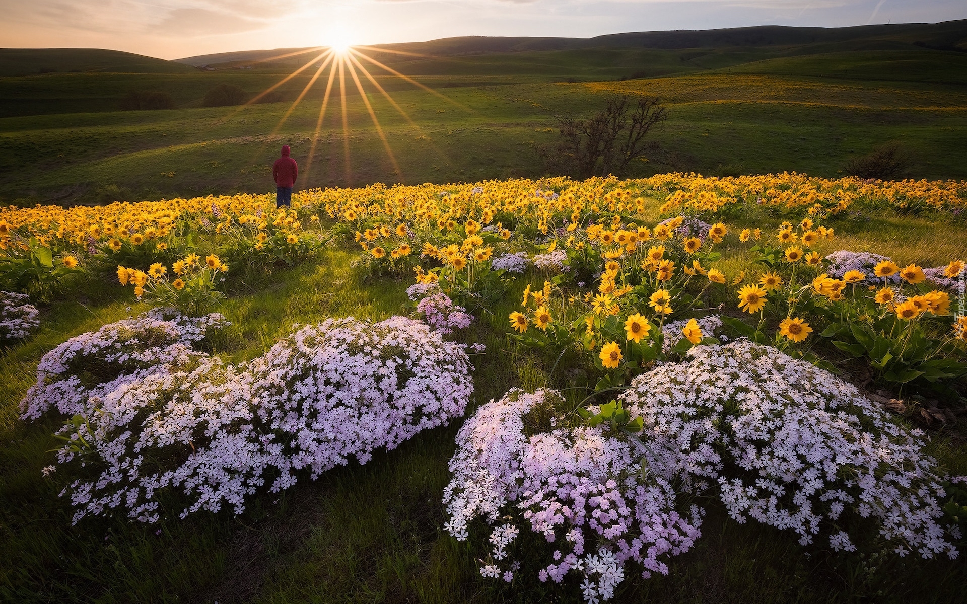 Wzgórze, Wschód słońca, Łąka, Kwiaty, Balsamorhiza, Floks, Postać, Rezerwat przyrody Columbia River Gorge, Stan Waszyngton, Stany Zjednoczone