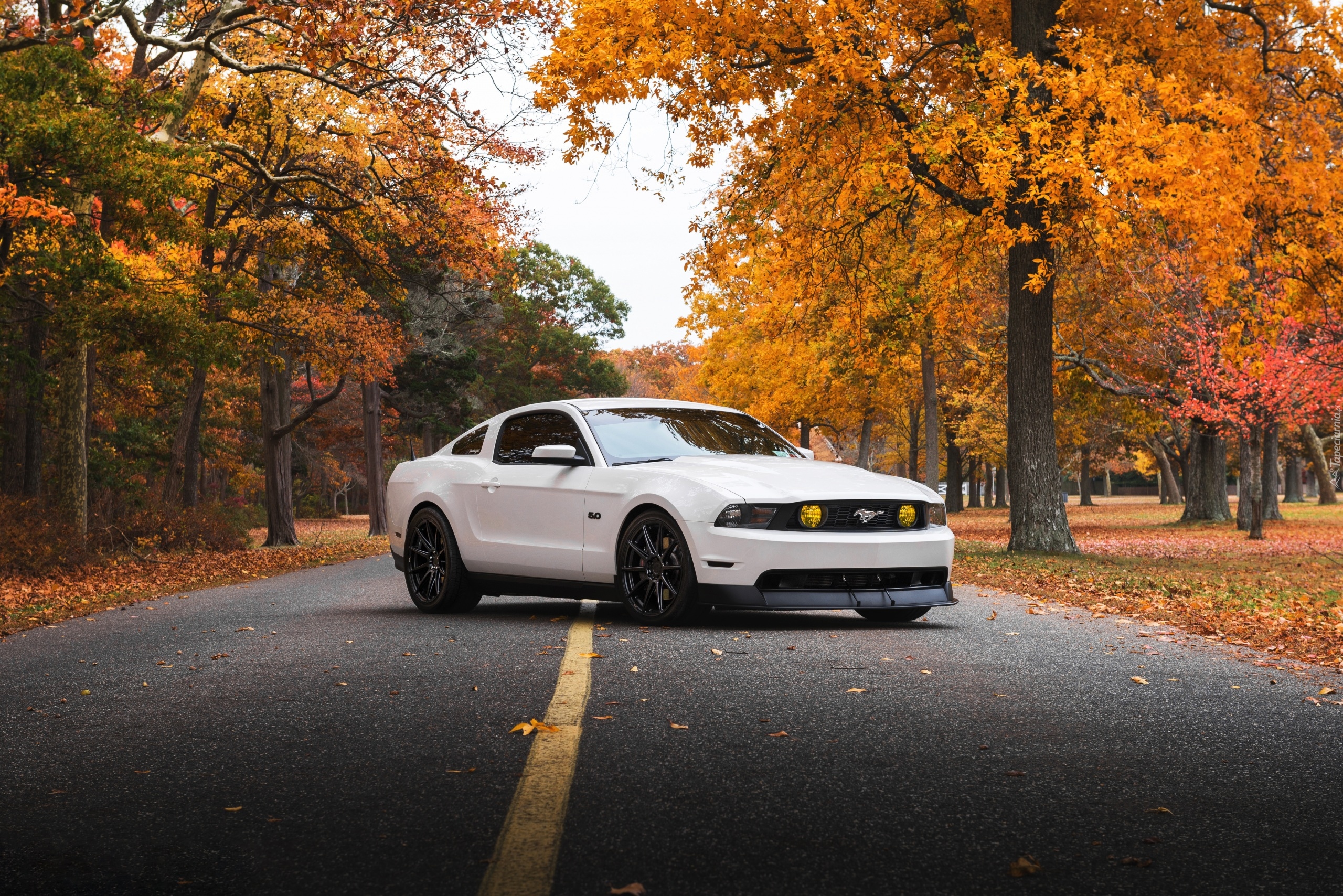 Biały, Ford Mustang GT, 2011, Drzewa